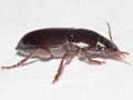 Harpalus latus